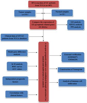 Identification and Validation of a Pyroptosis-Related Prognostic Model for Gastric Cancer